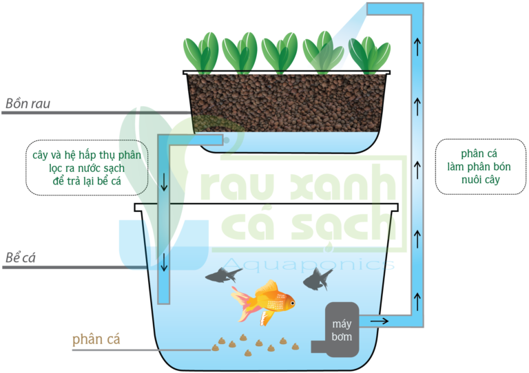 Tự thiết kế mô hình Aquaponics