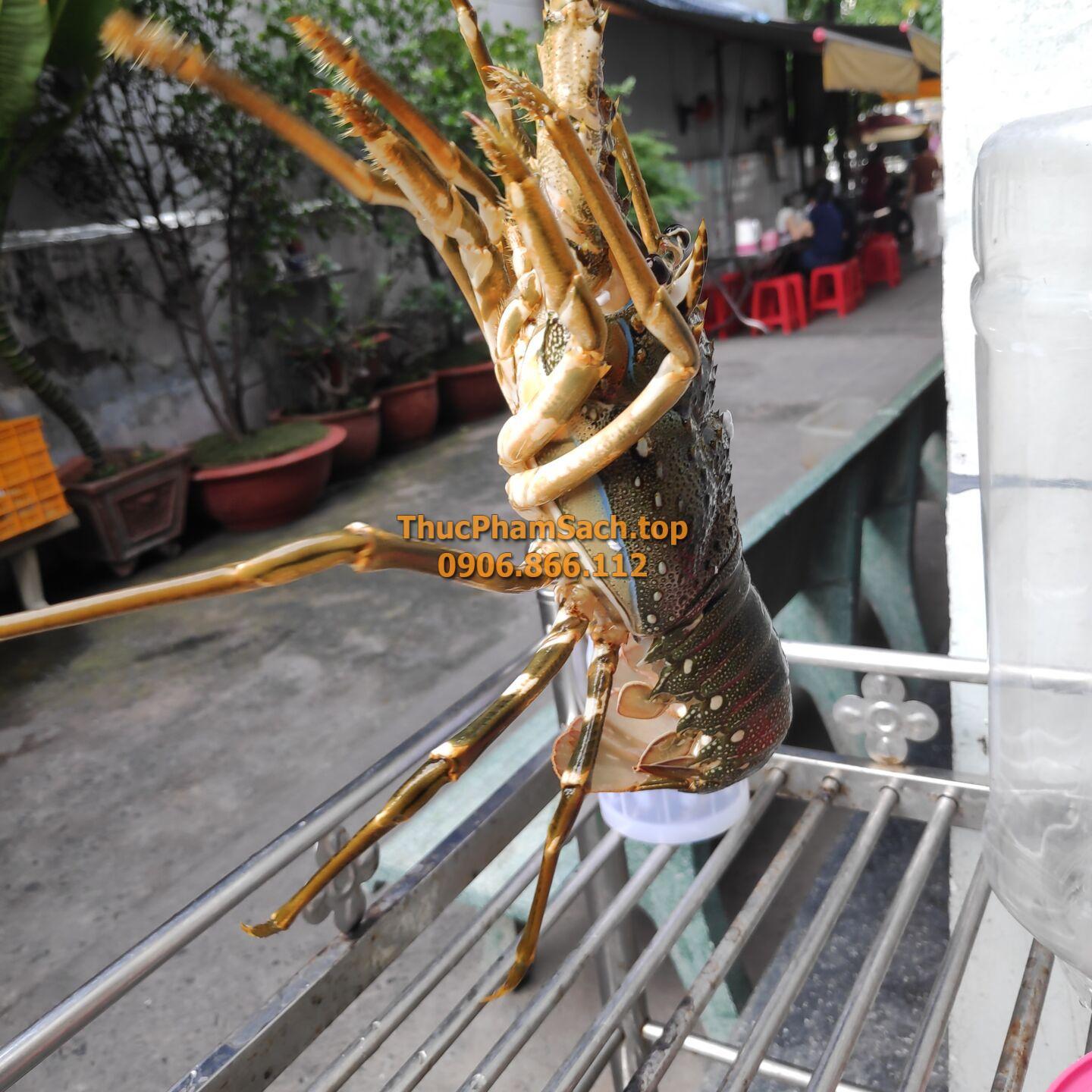 Tôm hùm xanh, tôm sống tại lòng nuôi tôm - Hình ảnh 5