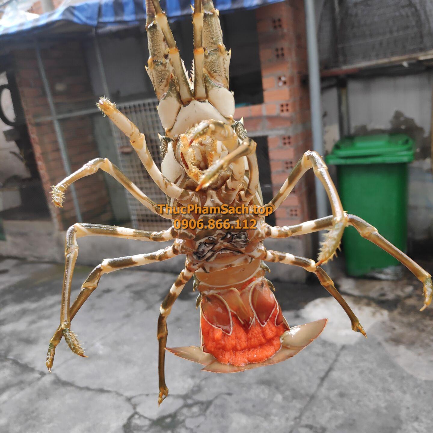 Tôm hùm xanh, tôm sống tại lòng nuôi tôm - Hình ảnh 4