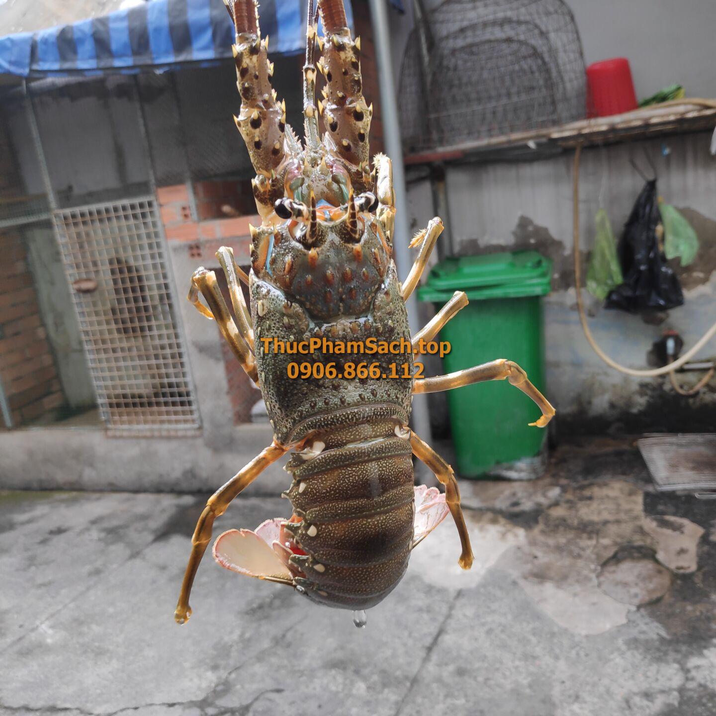 Tôm hùm xanh, tôm sống tại lòng nuôi tôm - Hình ảnh 2