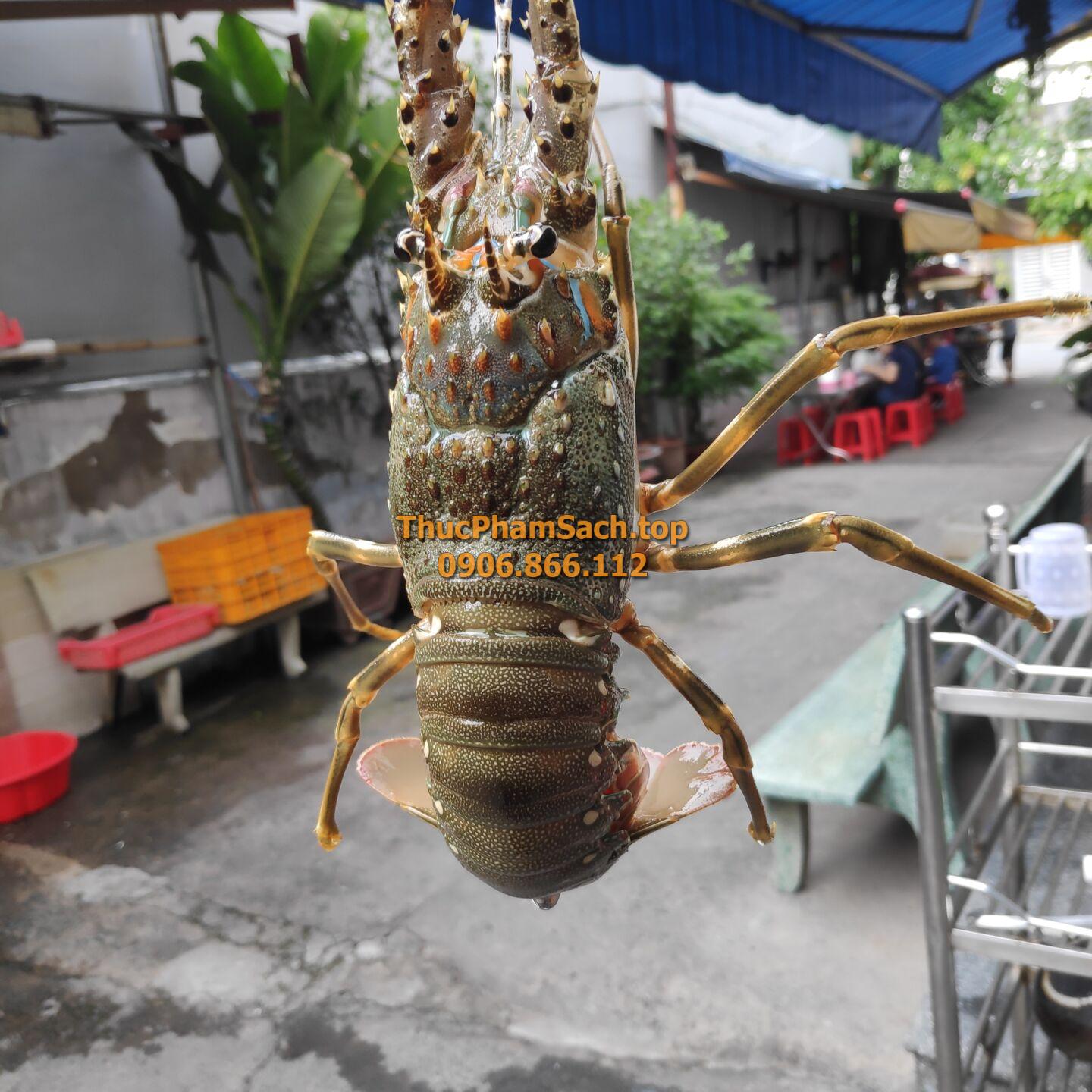 Tôm hùm xanh, tôm sống tại lòng nuôi tôm - Hình ảnh 3