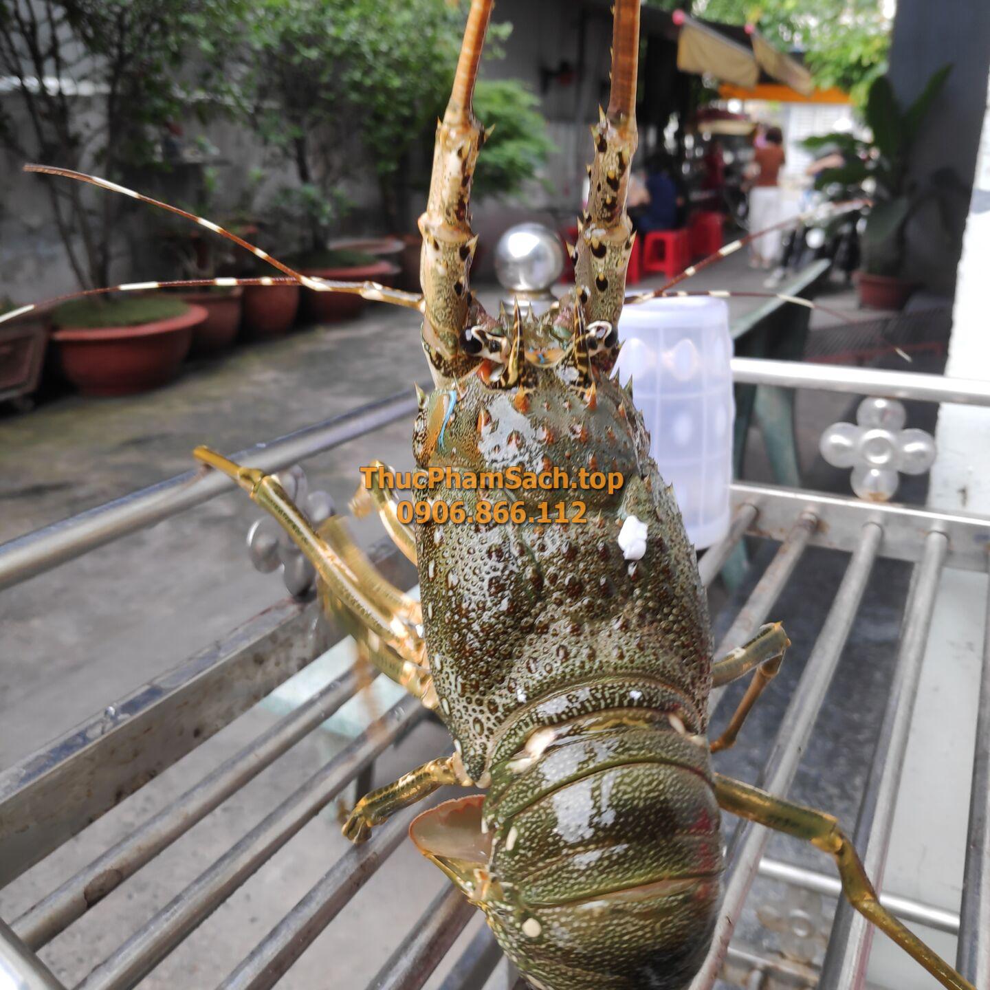 Tôm hùm xanh, tôm sống tại lòng nuôi tôm