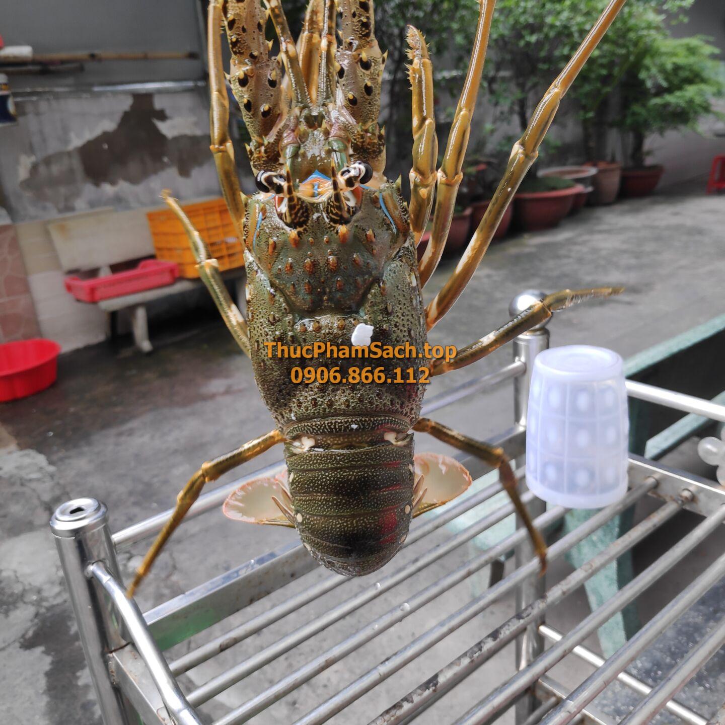 Tôm hùm xanh, tôm sống tại lòng nuôi tôm - Hình ảnh 6