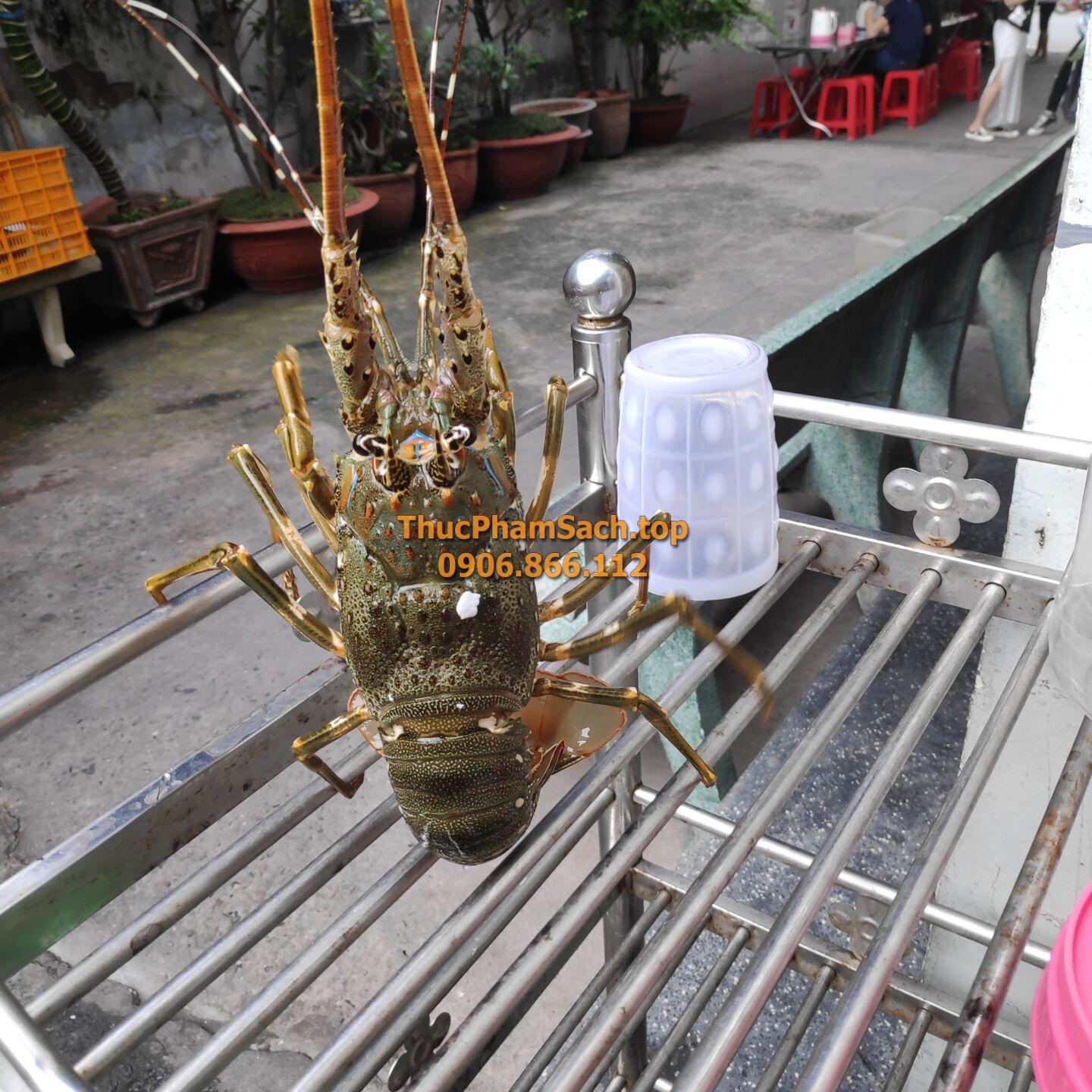 Tôm hùm xanh, tôm sống tại lòng nuôi tôm - Hình ảnh 7