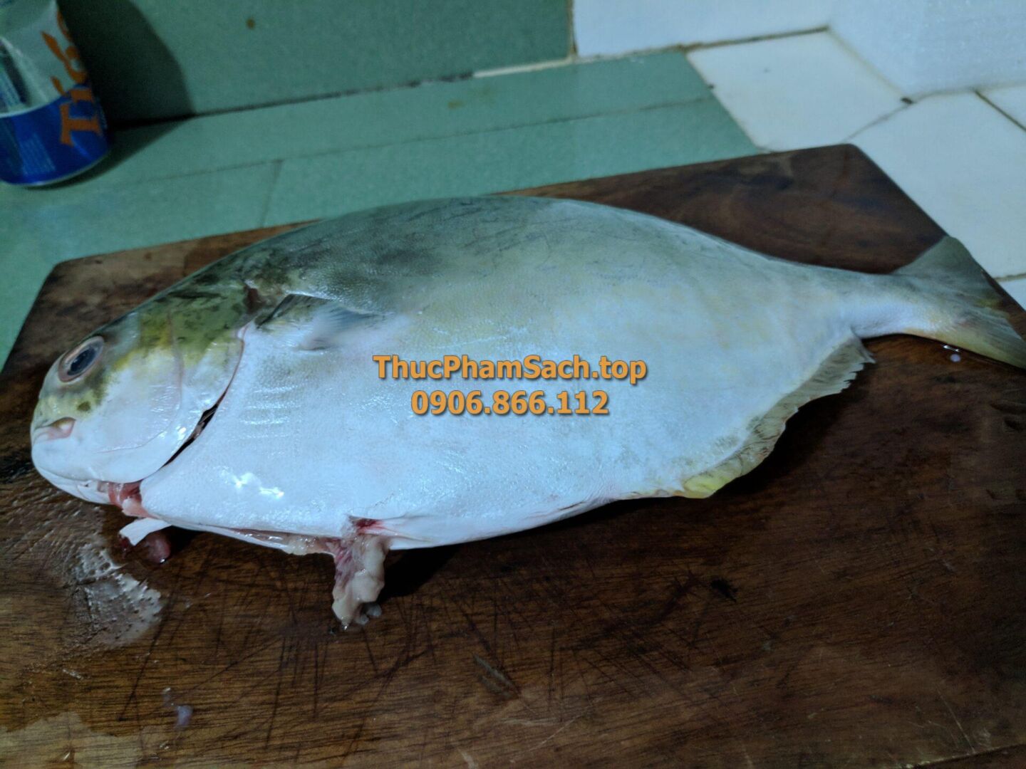 Cá Chim trắng - Hình ảnh 3