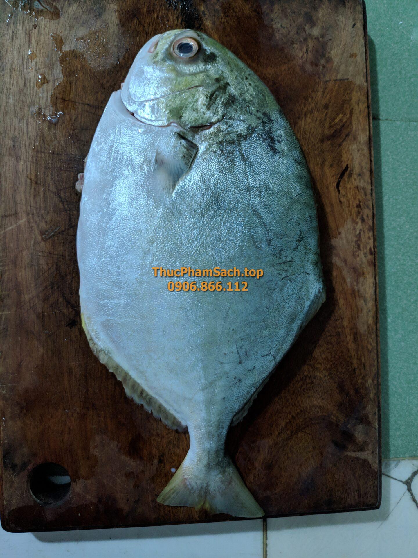 Cá Chim trắng - Hình ảnh 2