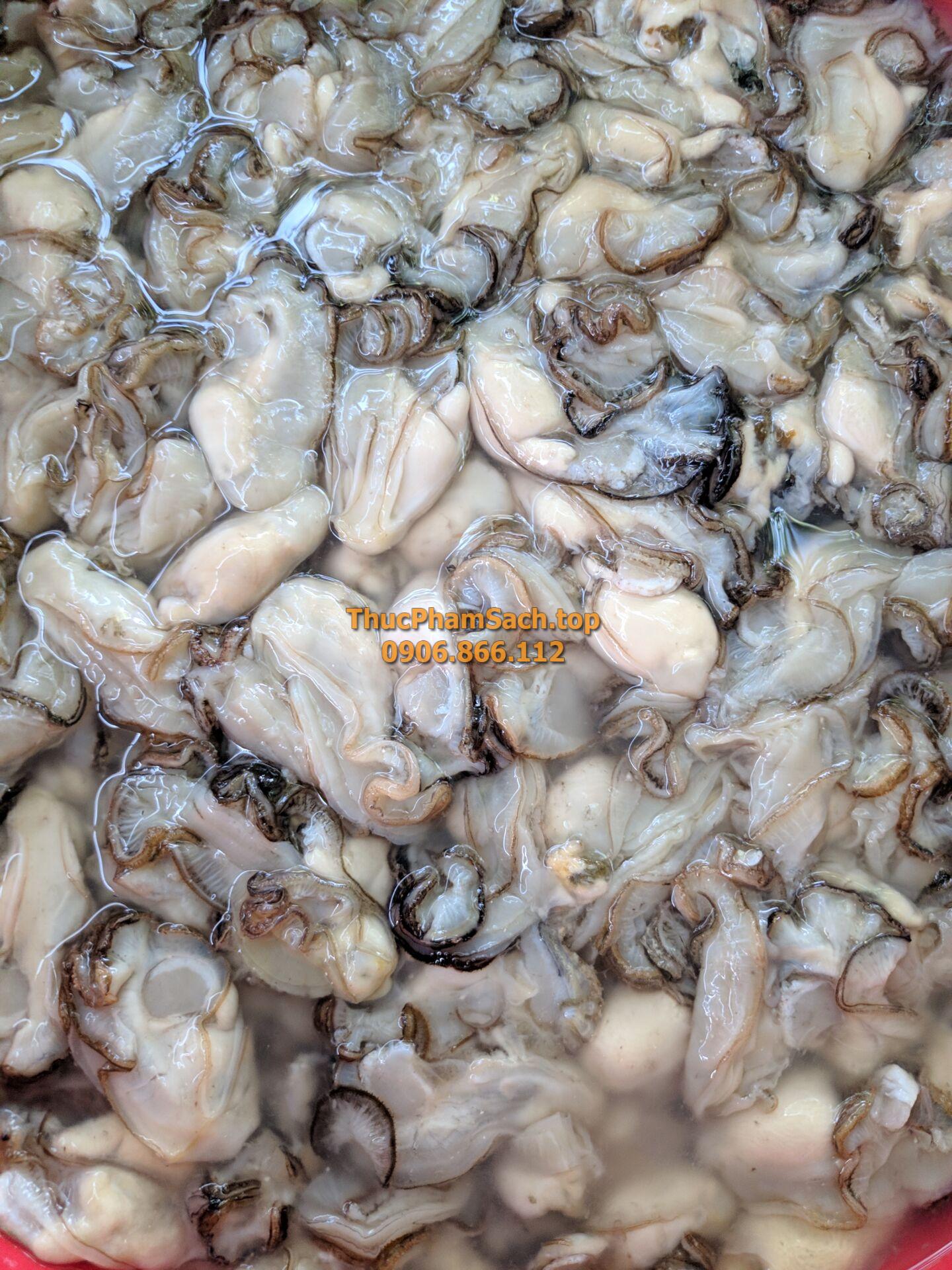 Hàu bịch, Hàu sữa tách vỏ con lớn - Hình ảnh 5