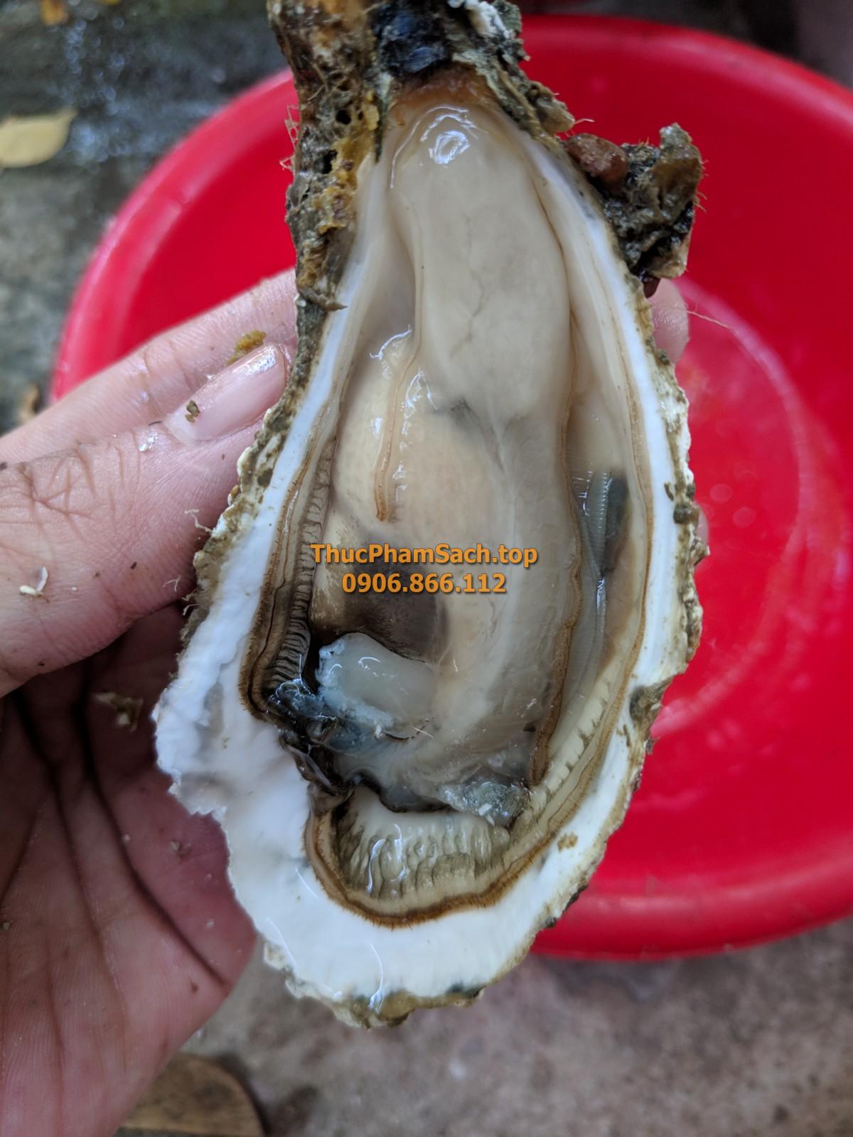 Hàu bịch, Hàu sữa tách vỏ con lớn - Hình ảnh 2