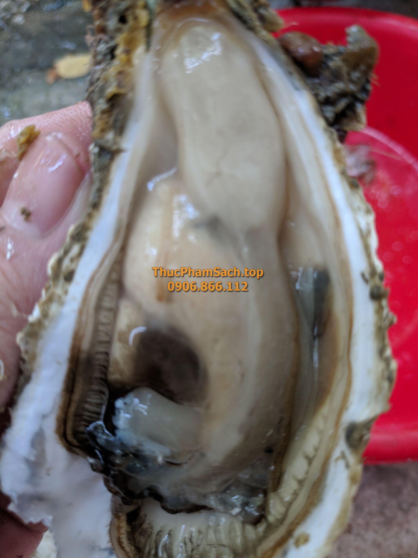 Hàu bịch, Hàu sữa tách vỏ con lớn - Hình ảnh 3