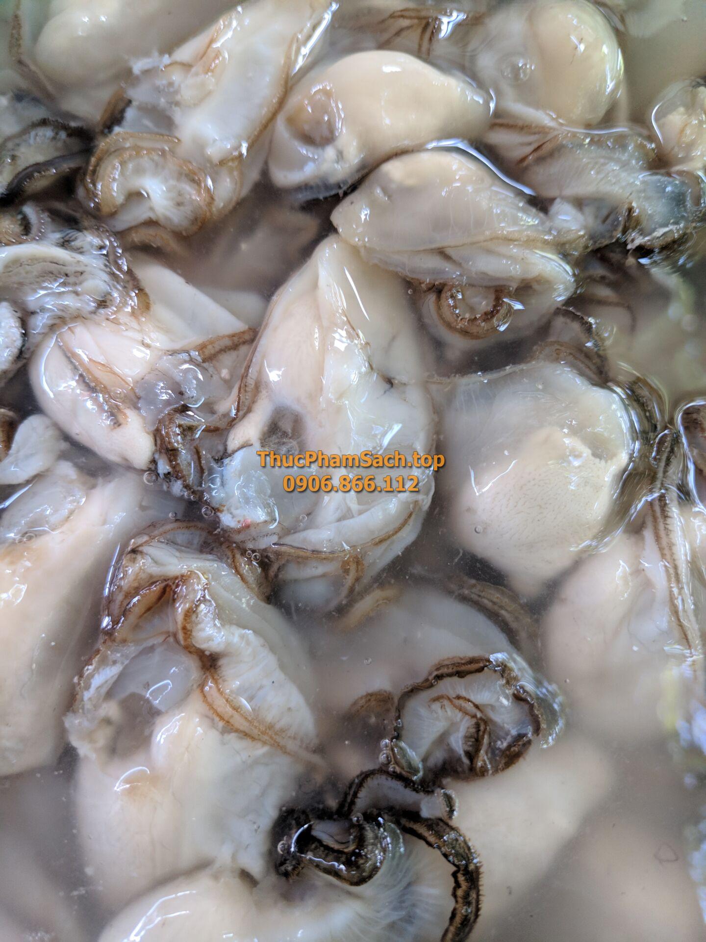 Hàu bịch, Hàu sữa tách vỏ con lớn - Hình ảnh 8