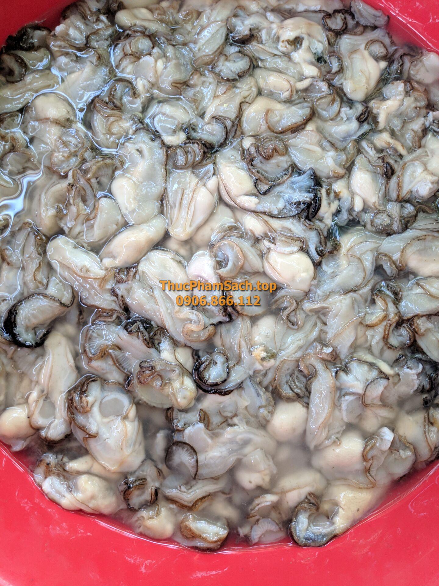 Hàu bịch, Hàu sữa tách vỏ con lớn - Hình ảnh 7