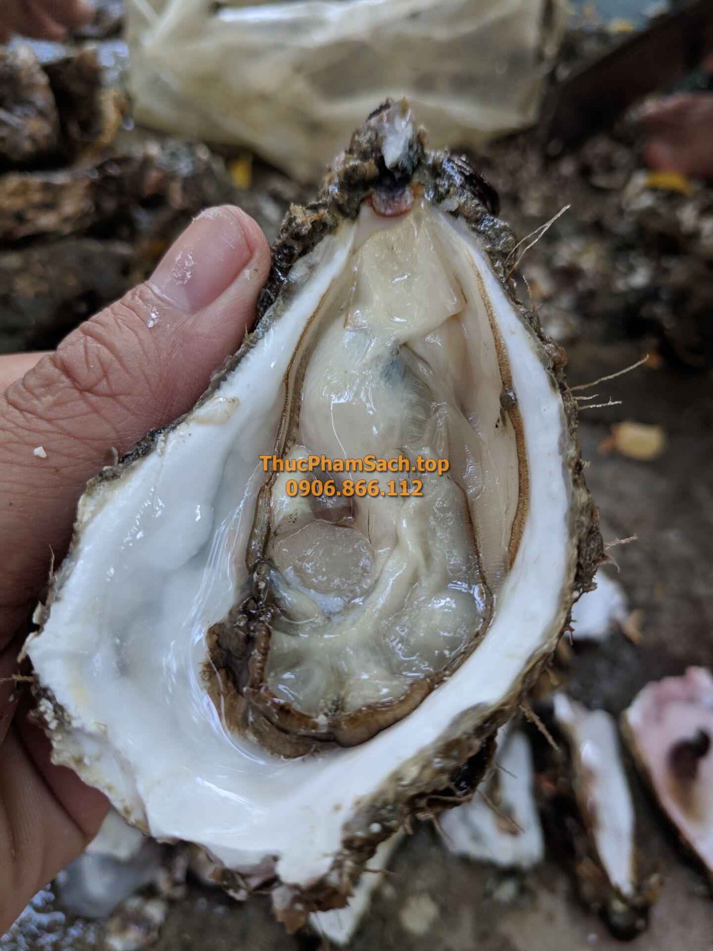 Hàu bịch, Hàu sữa tách vỏ con lớn - Hình ảnh 6