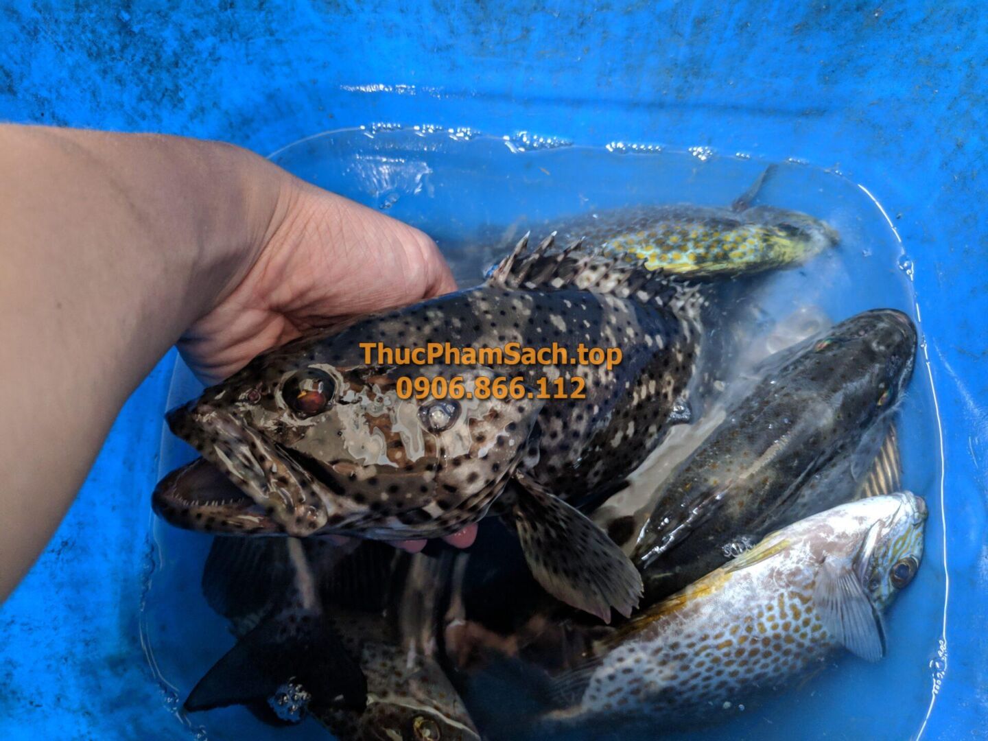 Đặc sản Cá Mú Biển - Hình ảnh 3