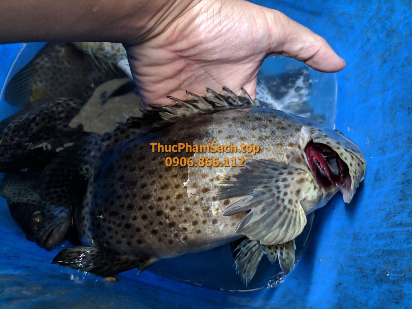 Đặc sản Cá Mú Biển