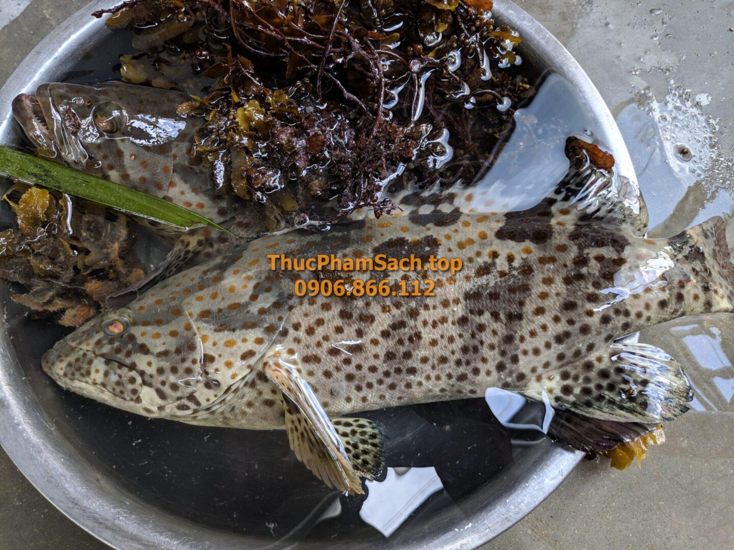 Đặc sản Cá Mú Biển - Hình ảnh 2