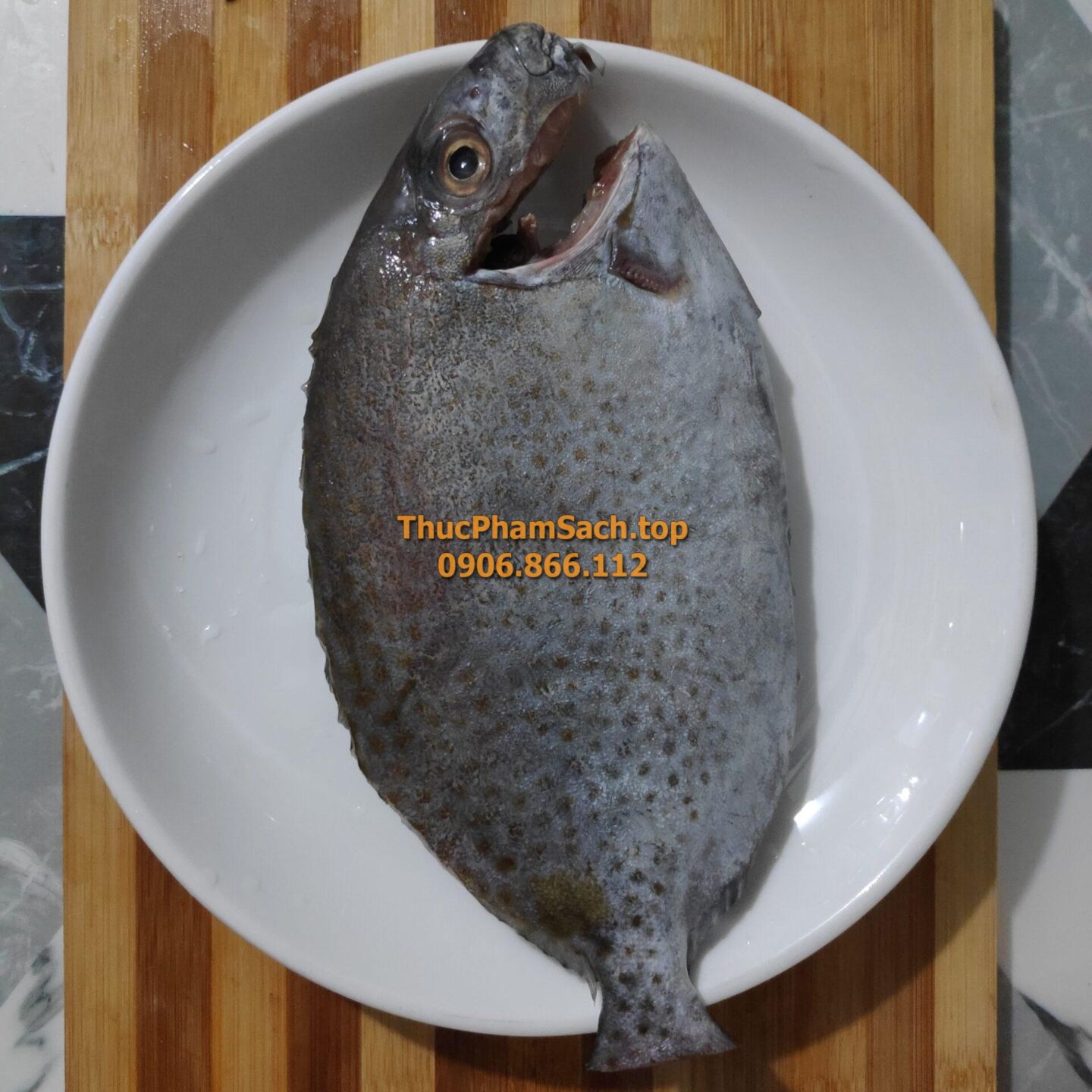 Cá Dìa loại lớn, đặc sản biển giá rẻ - Hình ảnh 2