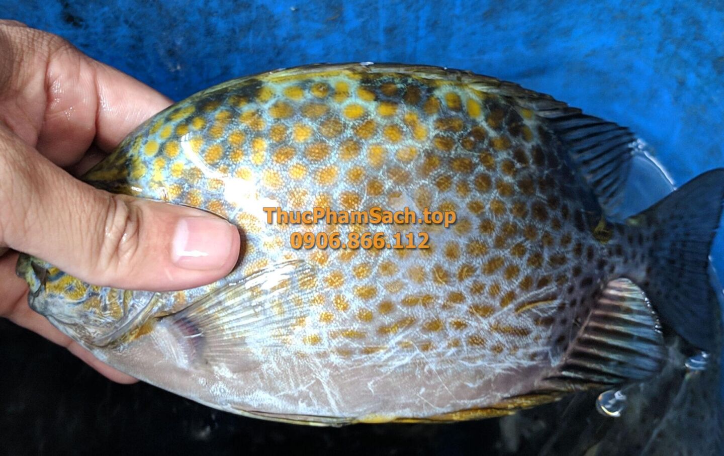 Cá Dìa loại lớn, đặc sản biển giá rẻ