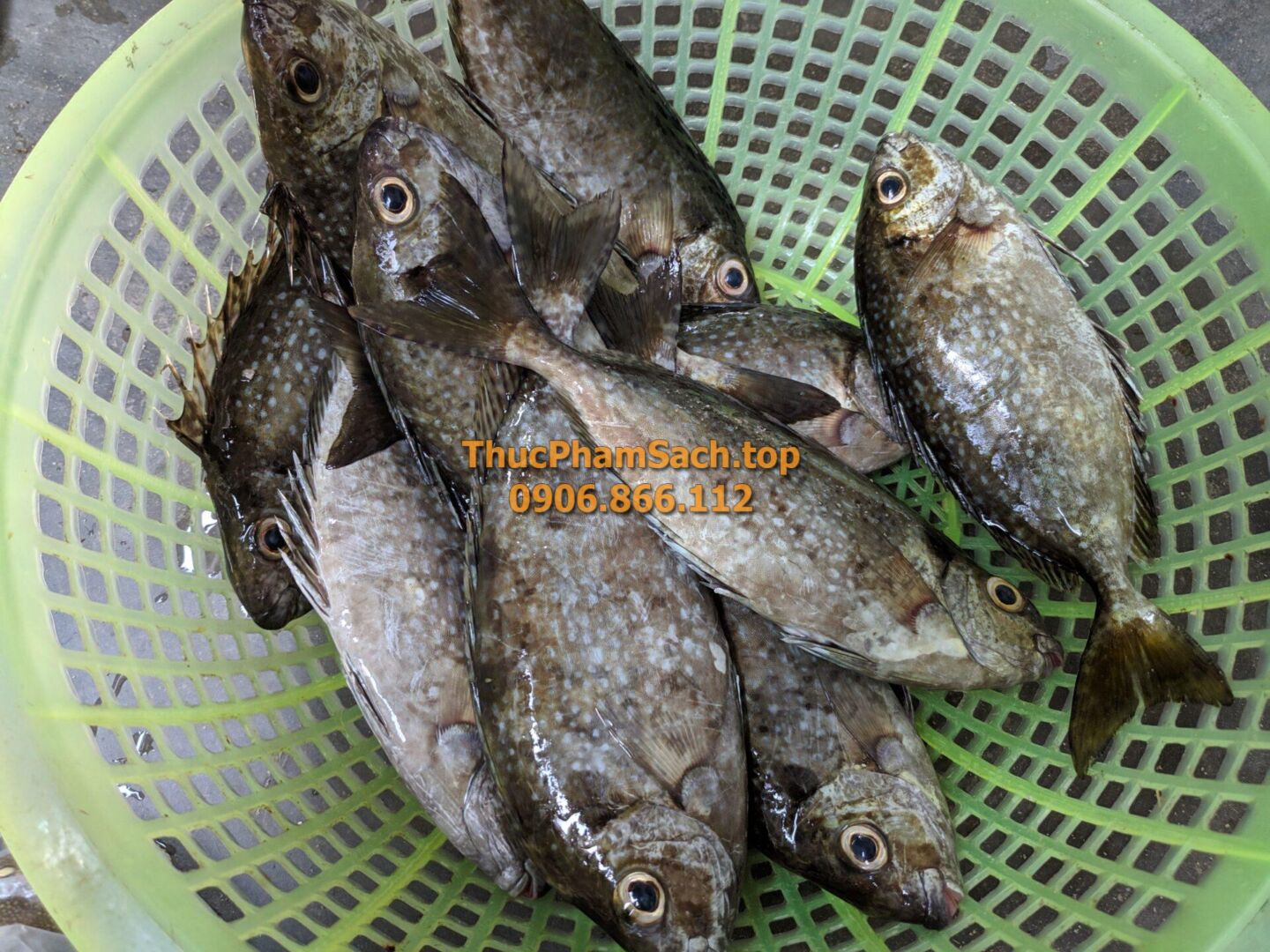 Cá dò biển (Cá Kình) - Hình ảnh 3