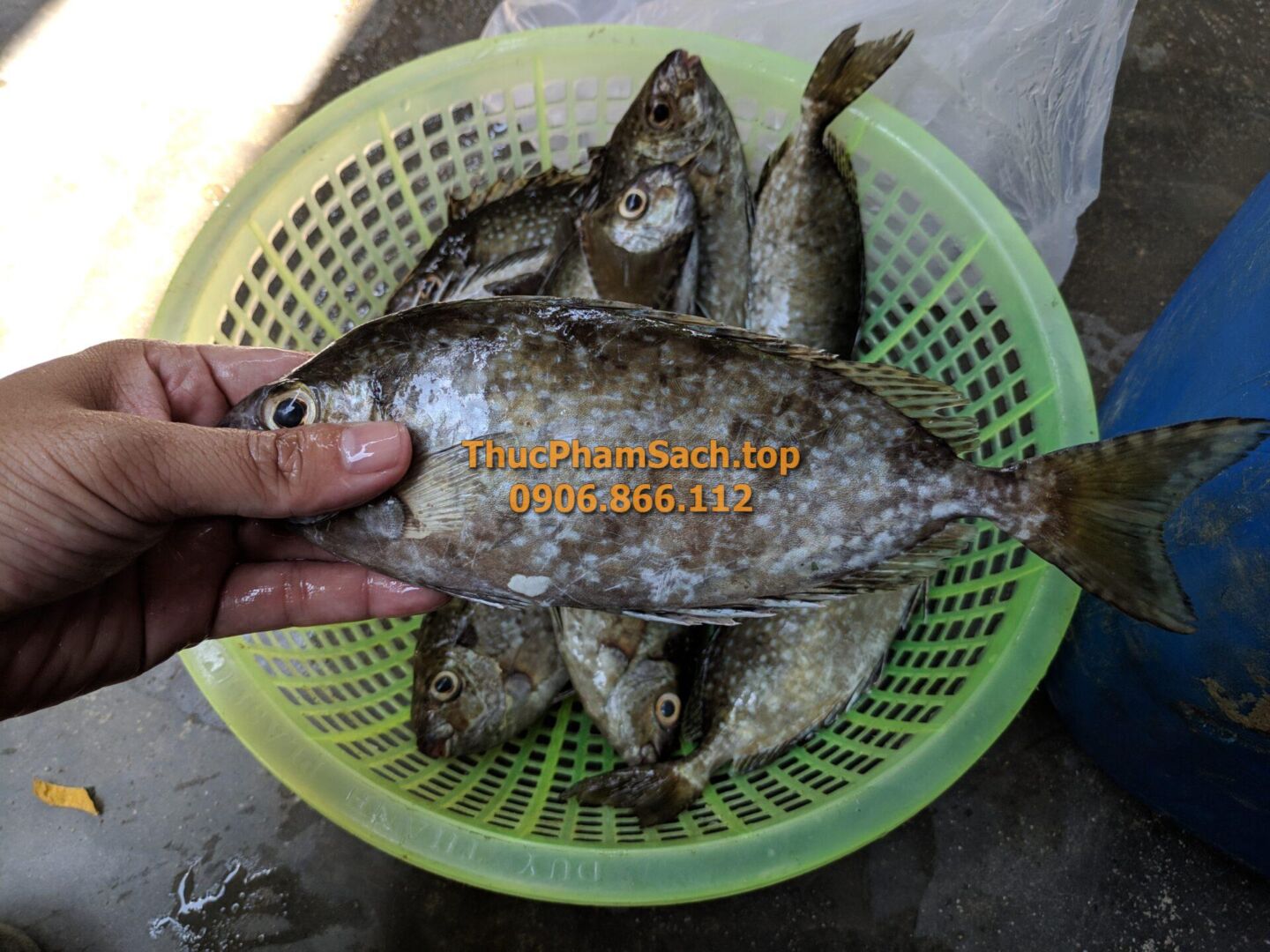 Cá dò biển (Cá Kình)