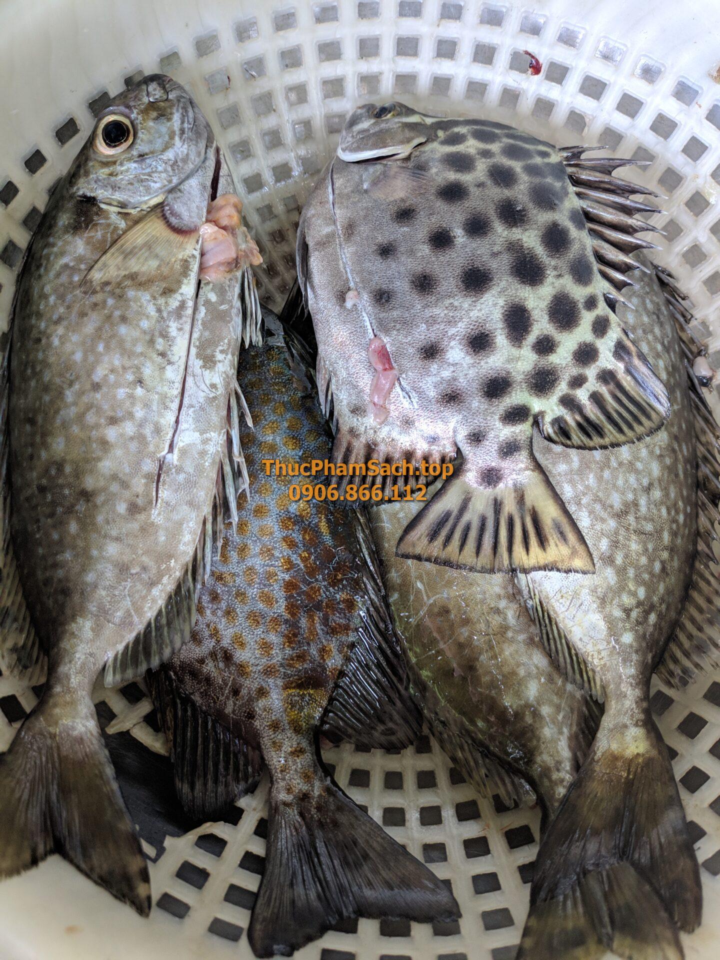 Cá dò biển (Cá Kình) - Hình ảnh 4