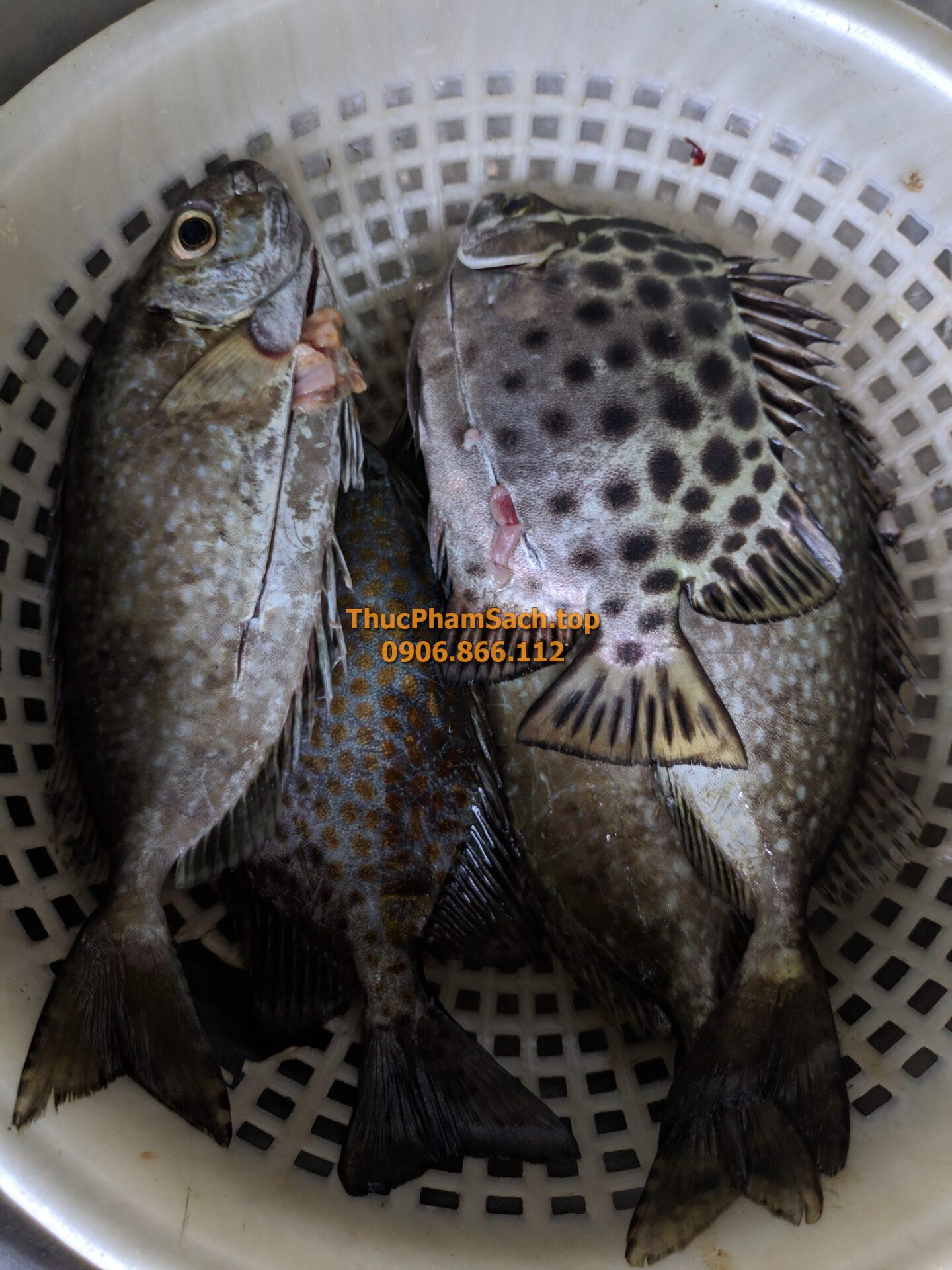 Cá dò biển (Cá Kình) - Hình ảnh 5