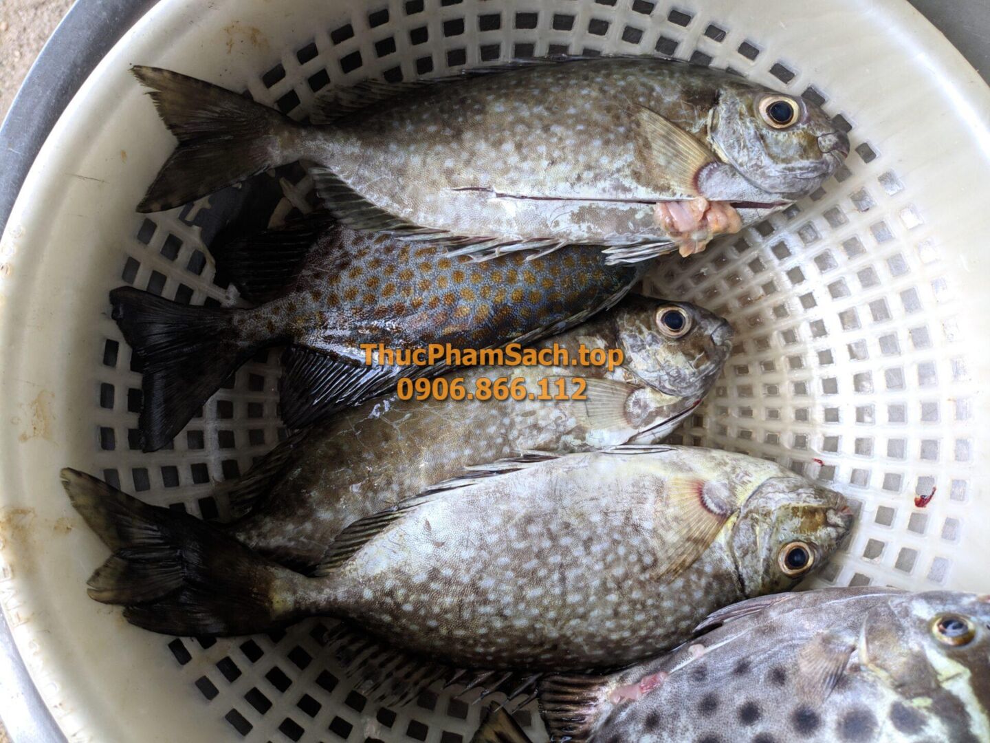 Cá dò biển (Cá Kình) - Hình ảnh 6