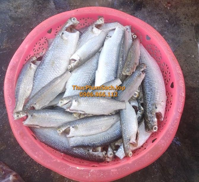 Cá Lá (Cá Đối), loại cá biển - Hình ảnh 2