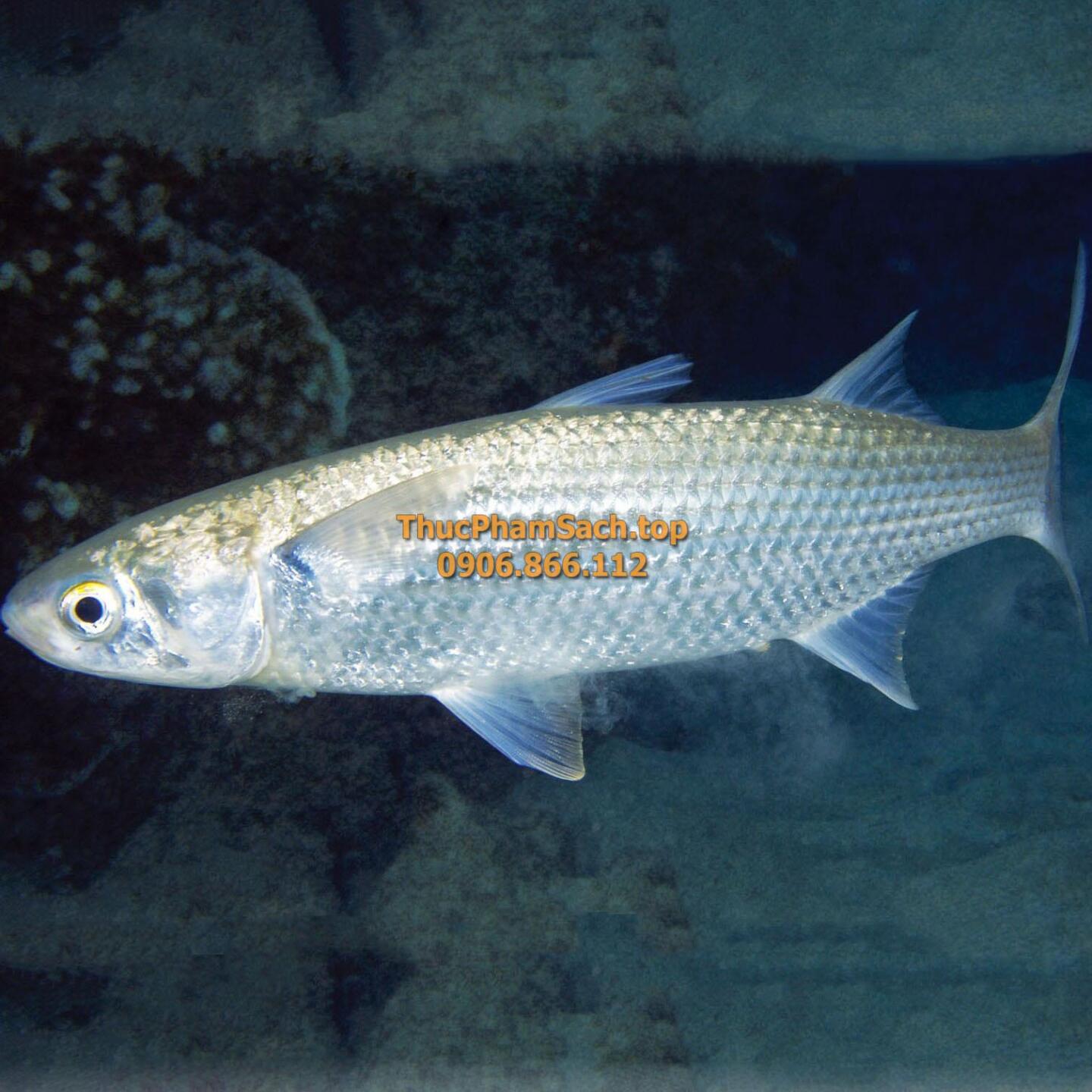 Cá Lá (Cá Đối), loại cá biển