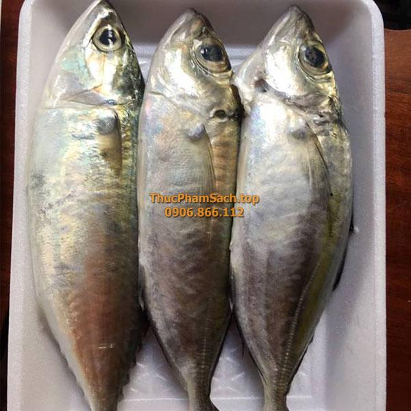 Cá trác biển tươi ngon