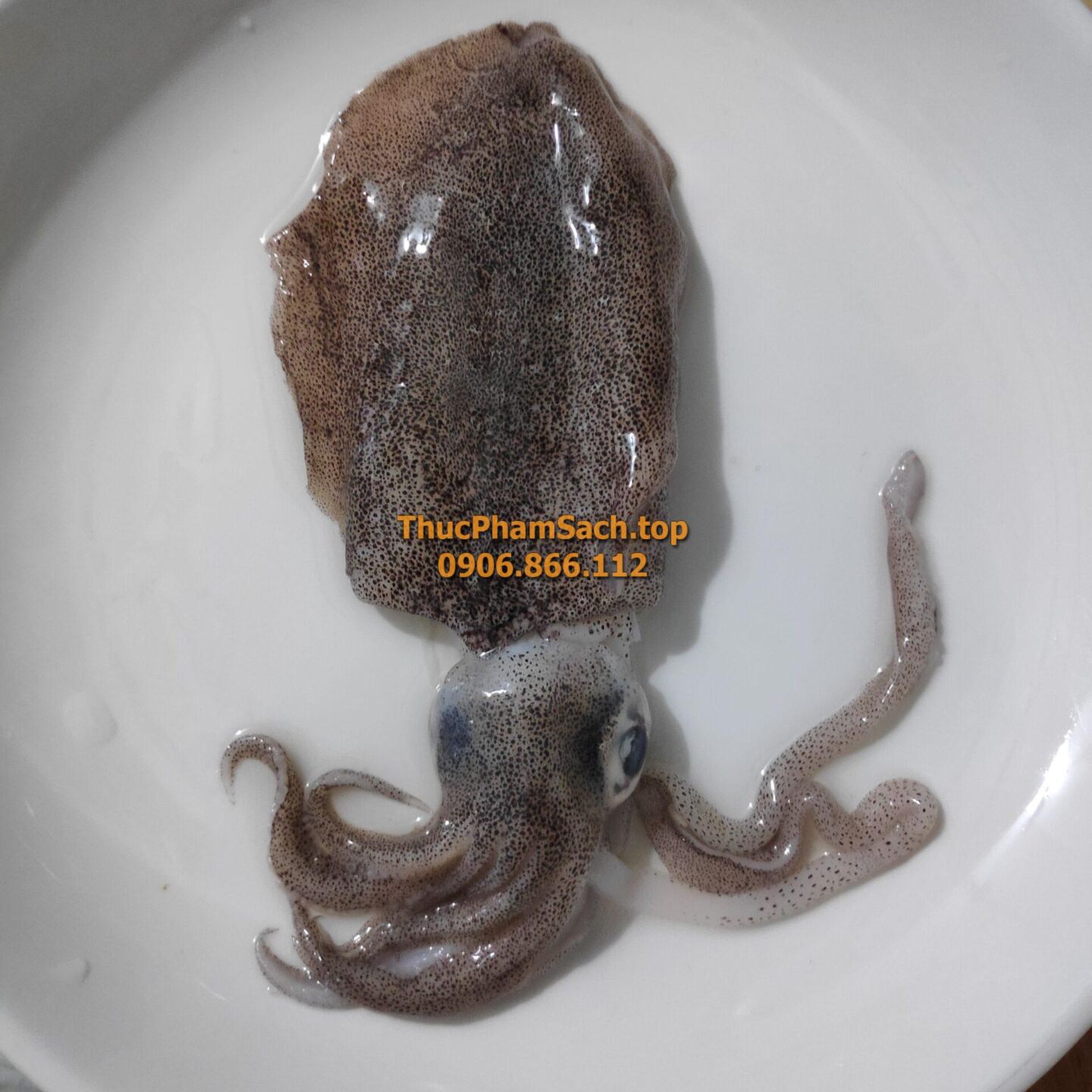 Mực Lá loại nhỏ