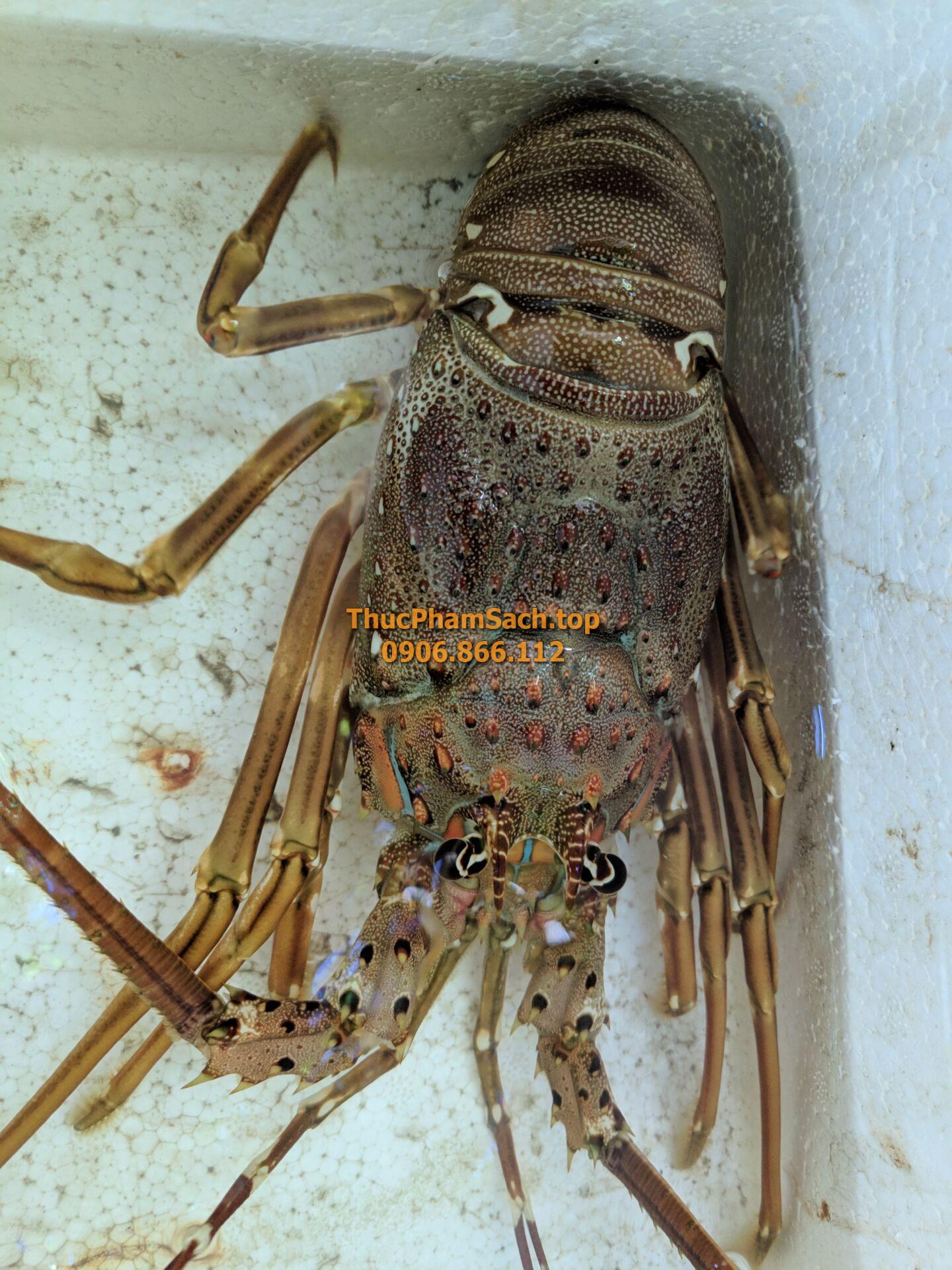 Tôm hùm xanh, tôm sống tại lòng nuôi tôm - Hình ảnh 8