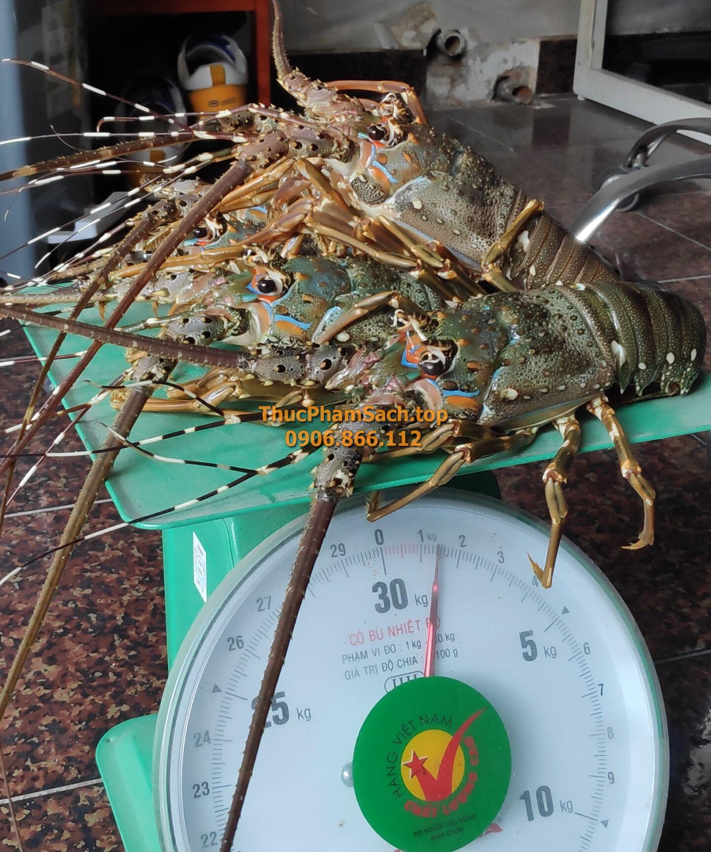 Tôm hùm xanh, tôm sống tại lòng nuôi tôm - Hình ảnh 9