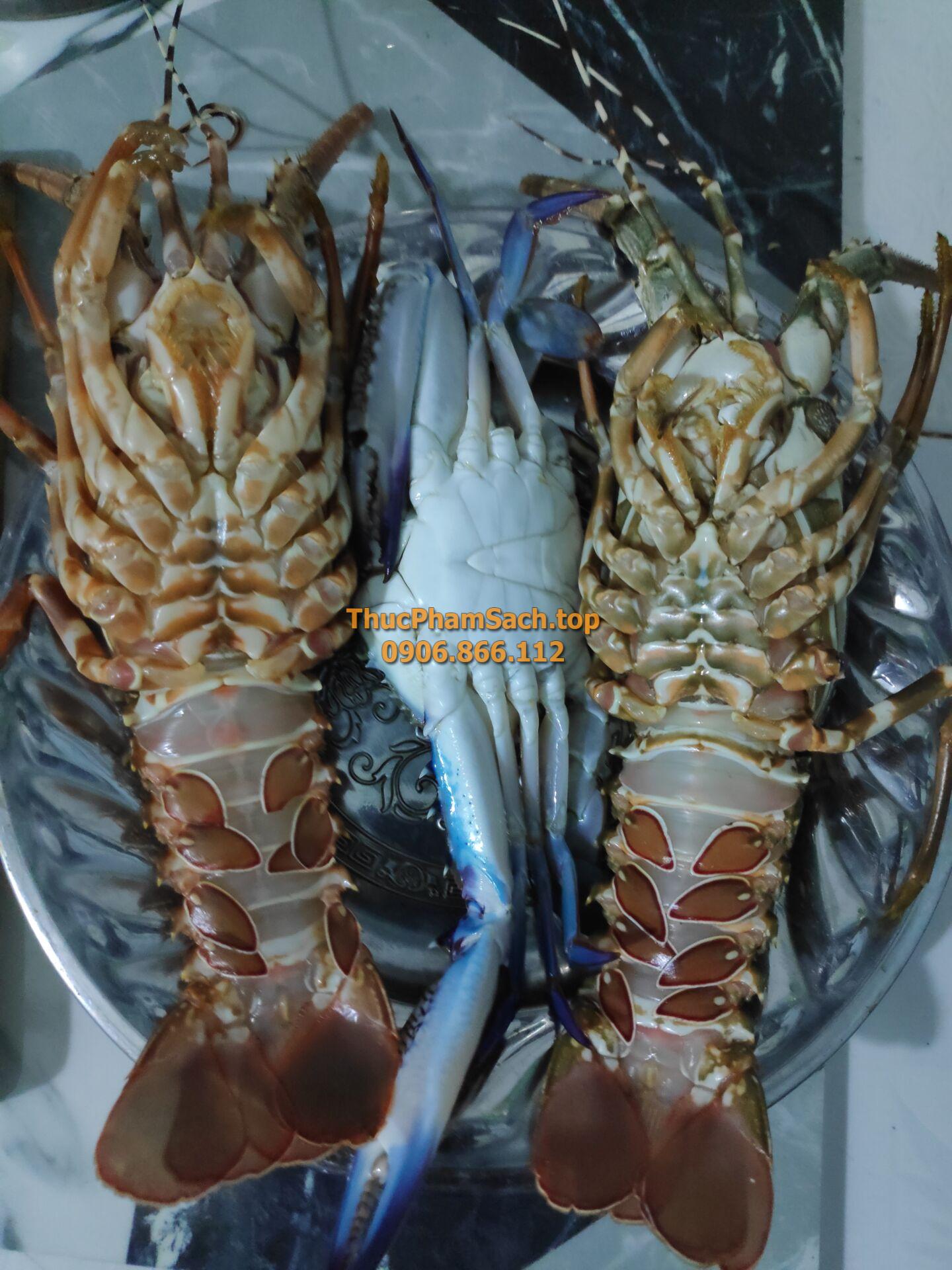 Tôm hùm xanh, tôm sống tại lòng nuôi tôm - Hình ảnh 16