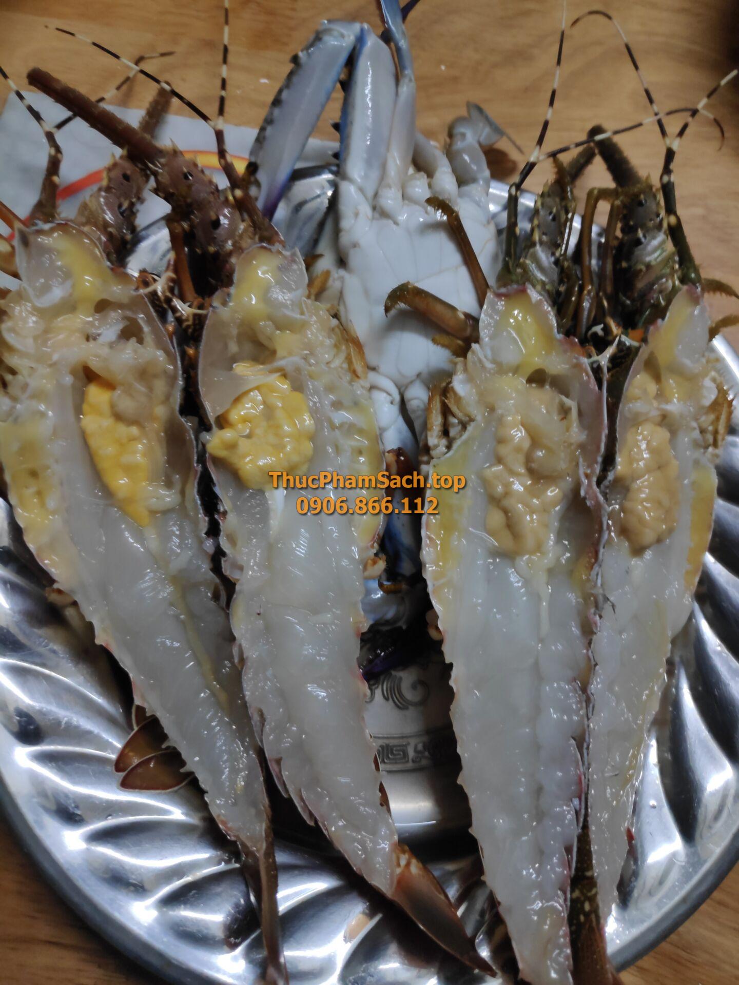 Tôm hùm xanh, tôm sống tại lòng nuôi tôm - Hình ảnh 14